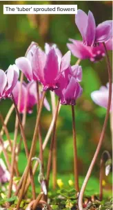  ??  ?? The ‘tuber’ sprouted flowers