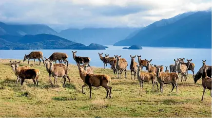  ??  ?? Venison returns from farms like Eweburn Station, backing on to Lake Te Anau, have helped lift Landcorp’s profit.