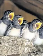  ??  ?? > Swallows born this summer are beginning their long migration