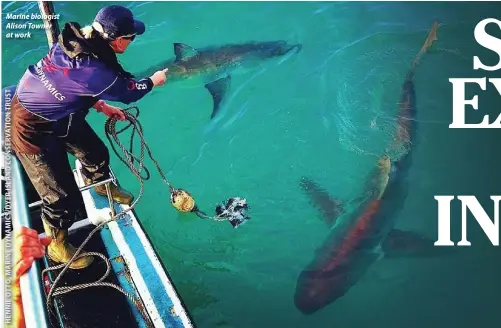  ??  ?? Marine biologist Alison Towner at work