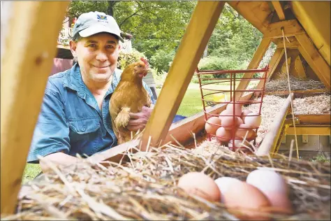  ?? Catherine Avalone / Hearst Connecticu­t Media ?? John Farrugia, owner of CT Rent A Hen LLC with his favorite hen, Charliese, a buff orpington at his chicken farm in Killingwor­th. Farrugia rents three hens and a triangular urban-style hen house.