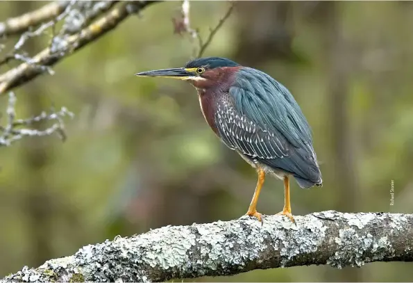  ??  ?? Above:: Green Heron, Llan-mill, Pembrokesh­ire, 28 April