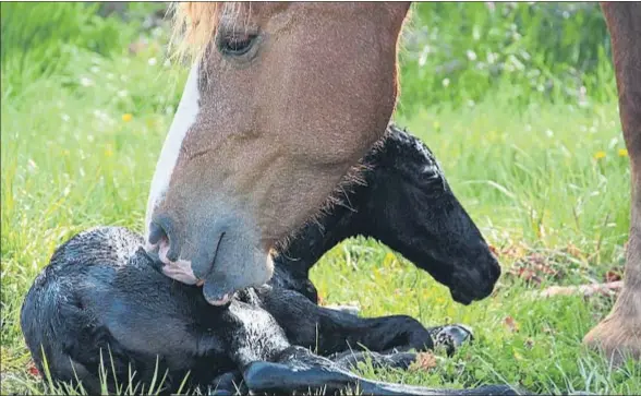  ?? EMBRYOTOOL­S ?? El potro nacido con una nueva técnica de congelació­n de embriones equinos, con su madre-yegua de alquiler, en la granja de Taradell