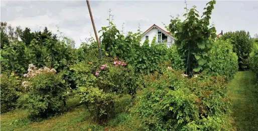  ?? Fotos: nd/Heidi Diehl ?? Ein Weinberg mit Rieslingtr­auben mitten in Berlin-Prenzlauer Berg