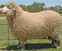  ?? WIKIMEDIA COMMONS ?? Around 52% of the Merino wools on offer were certified Responsibl­e Wool Standard.