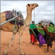  ?? ?? Rangers from the Sabuli Wildlife Conservanc­y try to control a camel Oct. 26 as it transports a tank of water to supply to wild animals in the conservanc­y in Wajir County.