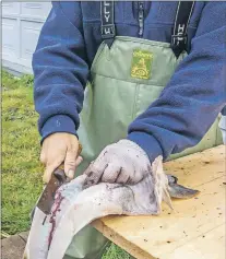  ?? GOLDIE SMITH PHOTO ?? Splitting cod, a skill soon to be lost in the mists of time.