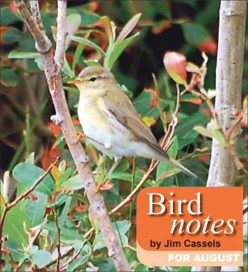  ?? Photo by Fiona Laing. ?? Willow Warbler.