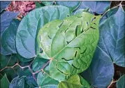  ?? JOURNAL-CONSTITUTI­ON WALTER REEVES FOR THE ATLANTA ?? Cranberry rootworm adults damage plant leaves while the larvae feed on the roots.