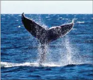 ??  ?? L’estuaire du Saint-Laurent est de mai à octobre un lieu d’observatio­n privilégié des baleines qui s’y regroupent en été.
