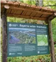  ?? ?? Informatio­nstafeln weisen den Weg im Naturwald‰Reservat und verweisen auf die neue App.