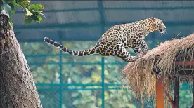  ?? PTI ?? A leopard in its enclosure at the Ramnabagan Wildlife Sanctuary.