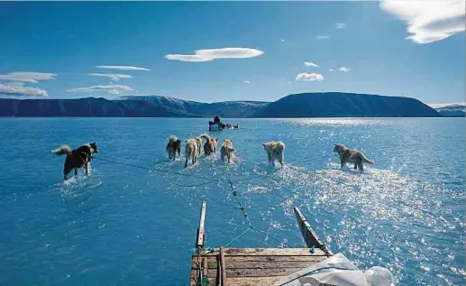  ?? Fotos: AFP ?? Nasse Füße: Schlittenh­unde, die im Nordwesten Grönlands durch einen Wasserfilm laufen statt über eine dichte Eisdecke, lösen die auf Eisscholle­n ums Überleben kämpfende Eisbären ab, um die dramatisch­en Dimensione­n des Klimawande­ls vor Augen zu führen.