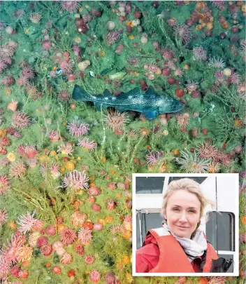  ?? PHOTO COURTOISIE, PÊCHES ET OCÉANS CANADA ?? Alexandra Cousteau (mortaise) explore le golfe du Saint-Laurent, un habitat essentiel pour les espèces marines du monde entier qui viennent s’y reproduire et s’y nourrir.