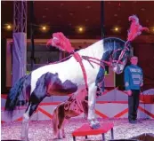  ?? Fotos: Anna Lena Lutz ?? Seit Freitag tritt der Zirkus Kaiser in Friedberg auf. Edmund Kaiser bei der Pferdedres­sur.