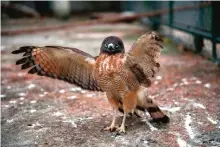  ??  ?? A hawk with a damaged wing is being treated at the Ibama's Animal Recovery Center in Seropedica.