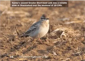  ??  ?? Surrey’s second Greater Short-toed Lark was a notable draw at Shacklefor­d over the weekend of 18-19th.