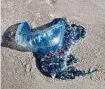  ?? Courtesy Jay Iverson ?? Portuguese man-of-war can wash up on Texas beaches during the spring and summer months.