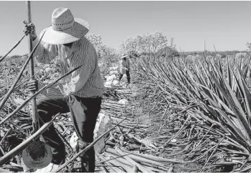  ?? Hector Guerrero / Bloomberg ?? A field worker cuts Weber Blue agave this month at the Patron Spirits Co. plantation in Atotonilco El Alto, Mexico. The White House is looking to re-examine the North American Free Trade Agreement.