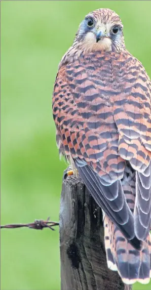  ??  ?? A kestrel surveys the land from its perch on a fence