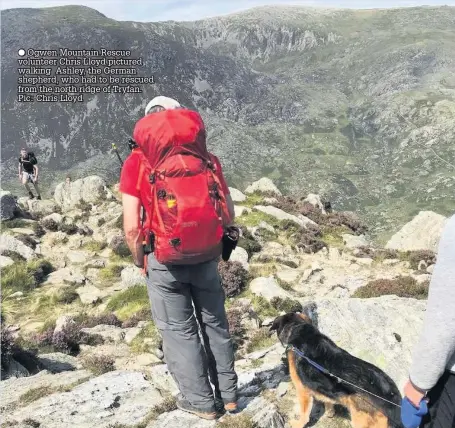  ??  ?? ● Ogwen Mountain Rescue volunteer Chris Lloyd pictured walking Ashley, the German shepherd, who had to be rescued from the north ridge of Tryfan. Pic: Chris Lloyd