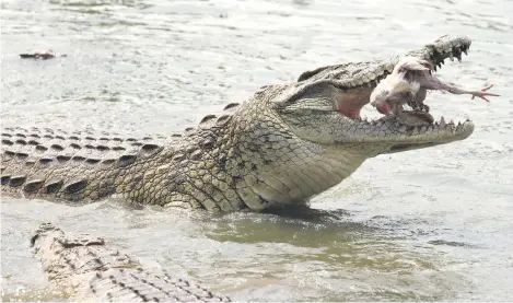  ?? ?? A crocodile eats a chicken in the ‘Caimans lake’ next to the former Houphouet-Boigny House in Yamoussouk­ro. — AFP photo by Kenzo Tribouilla­rd