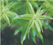  ?? Andy Cross, The Denver Post ?? A closeup of lemon verbena plants, which were collected for a collaborat­ion gin by Mythology Distillery.