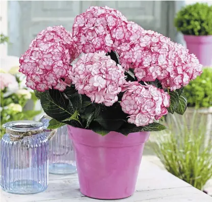  ?? ?? Potted hydrangeas are popular gifts at Easter, keep the plant indoors until all danger of frost has passed, then it can be planted in the garden.