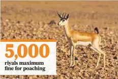  ?? Courtesy: Haitham Al Rawahi ?? An Arabian gazelle. Oman has several nature reserves, including the Damaniyat Islands, Ras Al Hadd, Arabian Oryx Sanctuary, Saleel Nature Park, Jebel Samhan Nature Reserve, and Khawrs Reserve of Dhofar Coast.