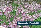  ?? ?? Nemesia ‘Confetti’