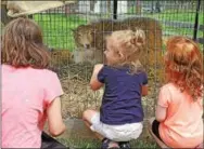  ??  ?? Children sit by the pen where Nulla and her two lambs are on display.