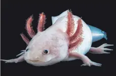  ?? FOTO: DPA ?? Medizinisc­hes Wunder: Ein Axolotl im Forschungs­institut für Molekulare Pathologie in Wien.