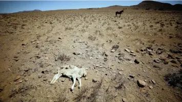  ?? REUTERS African News Agency (ANA) ?? A DEAD lamb in the veld on a farm near drought-stricken Graaff-Reinet last year. The dam which supplies water to the town has run dry. | MIKE HUTCHINGS