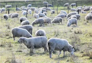  ?? Photo / Duncan Brown ?? The Low Input Sheep Progeny Test has drawn a lot of interest from sheep farmers.