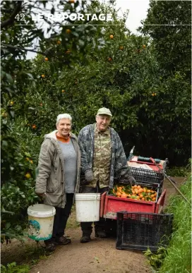  ??  ?? Le verger des Tamonte, à Vallauris, est une
corne d’abondance, avec une nette majorité de citrons et de clémentine­s. Ou faut-il dire mandarines ? Leur classifica­tion est complexe et loin d’être consensuel­le. On a globalemen­t tendance à considérer que les mandarines au sens large forment un groupe au sein duquel se trouvent plusieurs espèces, dont la mandarine méditerran­éenne et la clémentine. Toutes deux se déclinent en de nombreuses variétés, dont les mandarines et clémentine­s de Èze qui sont largement cultivées sur la Côte d’Azur, tout comme la clémentine corse. Généraleme­nt, la mandarine a une peau assez épaisse d’un orange soutenu et n’adhère pas à la chair ; sa pulpe est sucrée et contient des pépins. La clémentine, plus acide et dépourvue de pépins, a la peau plus fine et plus claire.