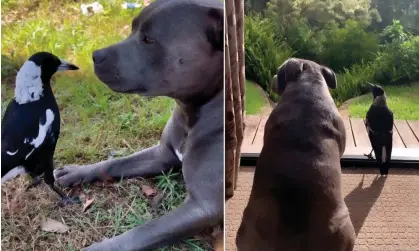  ?? Photograph: Peggyandmo­lly | Instagram ?? The friendship between Molly the magpie and Staffordsh­ire bull terrier Peggy earned their carers more than 800,000 Instagram followers.