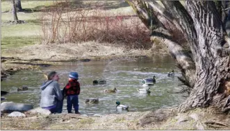  ?? J.P. SQUIRE/Special to The Okanagan Weekend ?? Millard Glen Park, located at the north end of Brandt’s Creek Linear Park in Kelowna, has a small pond always filled with waterfowl at its northern terminus, just off a cul-de-sac on Millard Place.