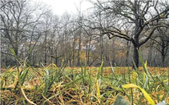  ?? FOTO: KRATKY ?? Die Streuobstw­iese für den Naturkinde­rgarten „Eulennest“ist zu jeder Jahreszeit schön.