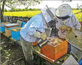  ??  ?? Les apiculteur­s sont aujourd’hui presque 80000 en France.