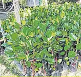  ??  ?? LIFELINE: Grafted jackfruit saplings are sold for cheap in Prachin Buri.