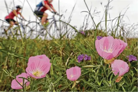  ?? Melissa Phillip / Houston Chronicle ?? Cyclists pass wildflower­s along Highway 90 in Katy on Saturday during the 33rd annual BP MS 150 Houston-to-Austin bike ride.