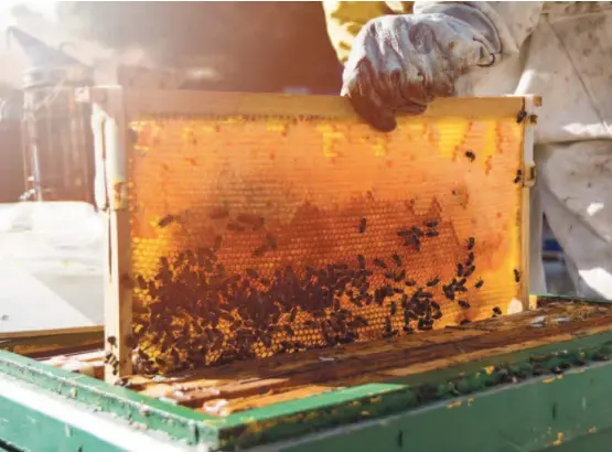  ?? Иллюстрати­вное фото. ?? СВОЙ ВКУСНЕЕ:
эстонский мед получают обычно с дикорастущ­их трав.