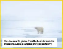  ??  ?? This backwards glance from the bear shrouded in mist gave Aurora a surprise photo opportunit­y.