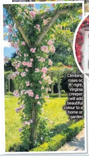  ??  ?? Climbing roses or, right, Virginia creeper will add beautiful colour to a home or garden