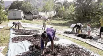  ?? — AFP ?? This file photo taken on May 25, 2016 in Bemalamatr­a shows workers spreading “red vanilla” (vanilla which has been treated by special cooking) in the sun to be dried.