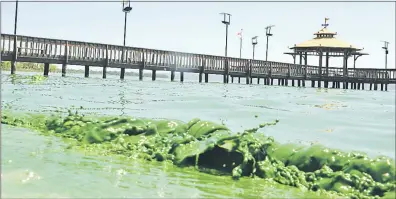  ??  ?? El lago Ypacaraí se tiñe de verde cuando florecen las algas tóxicas por la grave polución de sus aguas.