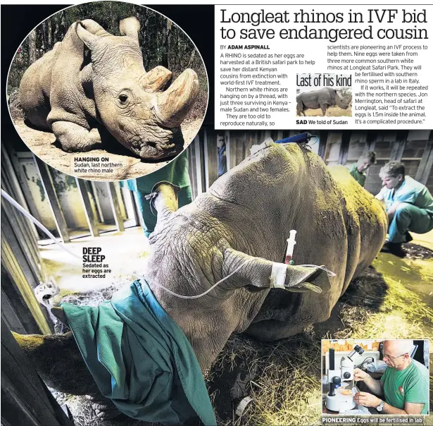  ??  ?? HANGING ON Sudan, last northern white rhino male DEEP SLEEP Sedated as her eggs are extracted SAD We told of Sudan PIONEERING Eggs will be fertilised in lab