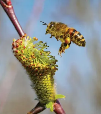  ?? Foto: Fleischman­n ?? Eine Arbeiterin der Honigbiene beim Sammeln von Pollen an Weidenkätz­chen. Der Pflanzenpo­llen wird dabei im Flug aus dem Haarpelz am Körper gekämmt und an den Hinterbein­en in sogenannte­n Pollenhösc­hen transporti­ert.