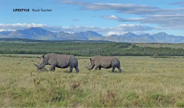  ?? PHOTOS: BRIAN BERKMAN ?? The game reserve is home to the Big Five, which includes the rhinoceros.