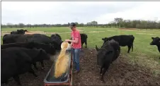  ?? J.T. WAMPLER NWA DEMOCRAT-GAZETTE ?? Logan Gragg feeds his cattle April 6, on his 40-acre ranch near Prairie Grove. Gragg is a pitcher in the St. Louis Cardinals organizati­on and has been working his land and with his family since the baseball season was cancelled due to the covid-19 pandemic.